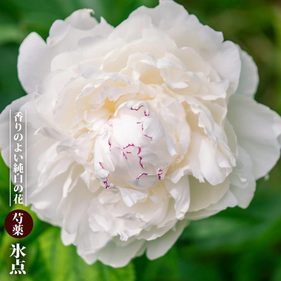 芍薬 氷点 3.5号ポット苗 : 苗木部 花ひろばオンライン - 通販 - Yahoo