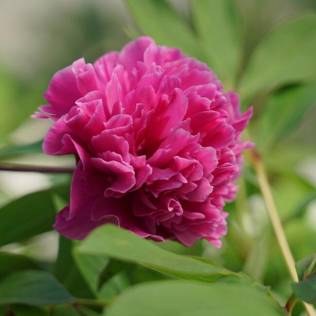芍薬 カンサス 6号スリット鉢植え : 苗木部 花ひろばオンライン - 通販