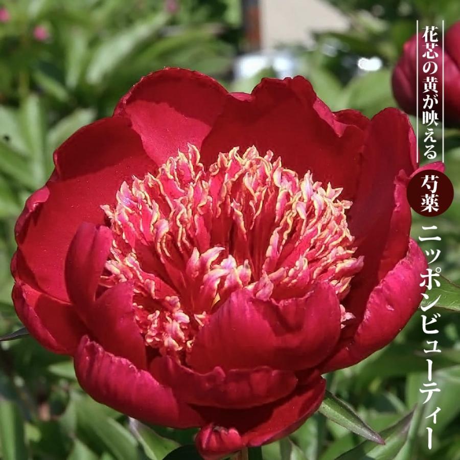 芍薬 ニッポンビューティー 4号ポット苗 : 苗木部 花ひろばオンライン