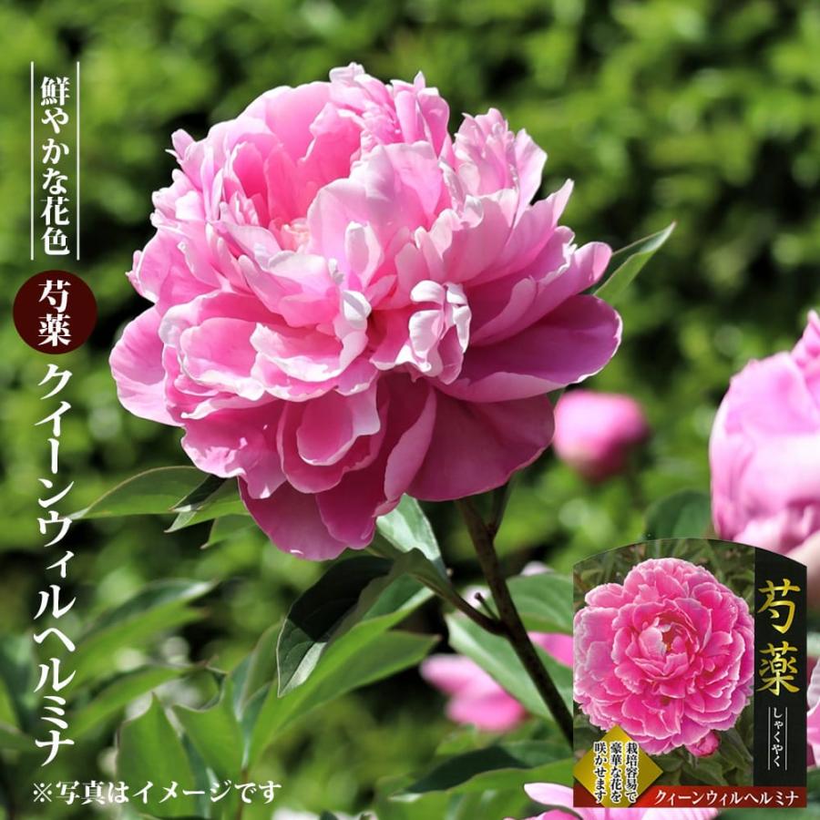 芍薬 クイーンウィルヘルミナ 6号スリット鉢植え : 苗木部 花ひろば