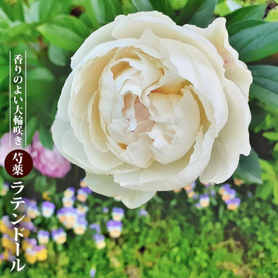 【花苗】芍薬 ラテンドール★新芽たくさん付き★ ホワイト　八重咲 香りの良い芍薬 ラテンドール 6号スリット鉢植え : 苗木部 花ひろば