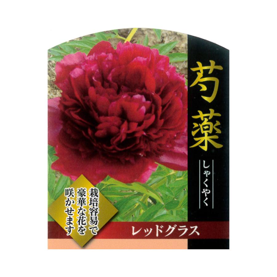 芍薬 レッドグラス 4号ポット苗 : 苗木部 花ひろばオンライン - 通販