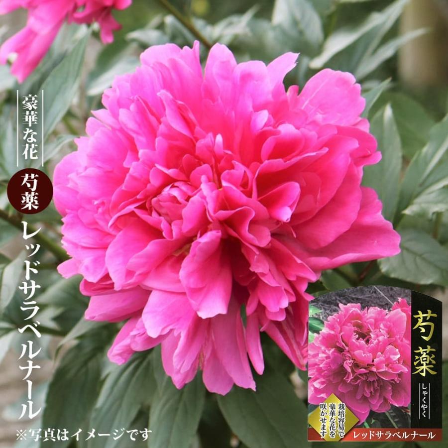 芍薬 レッドサラベルナール 6号スリット鉢植え 爆買いweek : 苗木部 花
