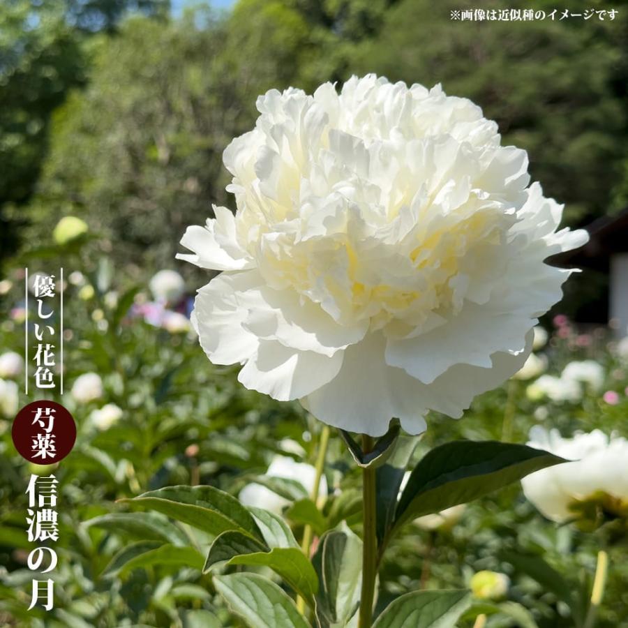 芍薬 信濃の月 6号スリット鉢植え : 苗木部 花ひろばオンライン - 通販