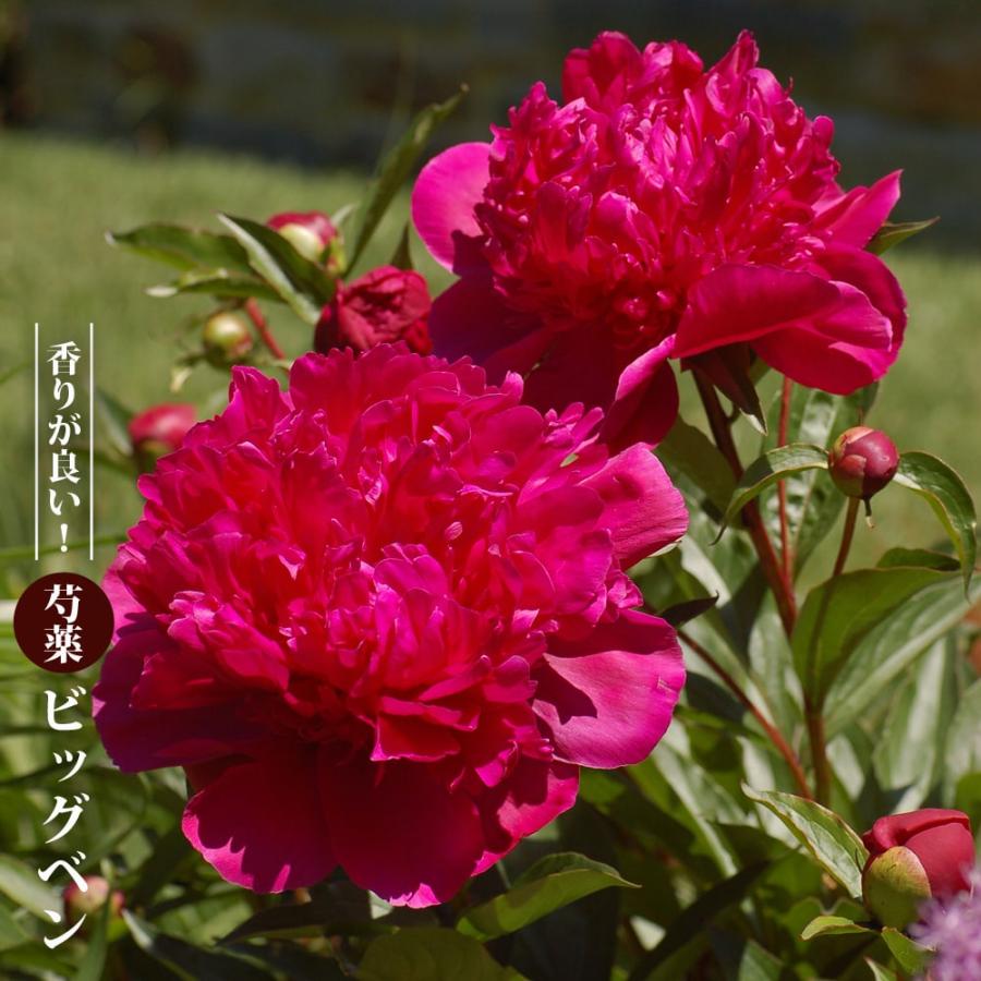 芍薬 ビッグベン 4号ポット苗 : 苗木部 花ひろばオンライン - 通販