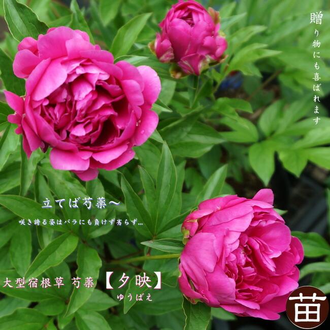 芍薬 シャクヤク 夕映 6号スリット鉢植え 落葉樹 Shakuyaku Yuubae 苗木部 花ひろばオンライン 通販 Yahoo ショッピング