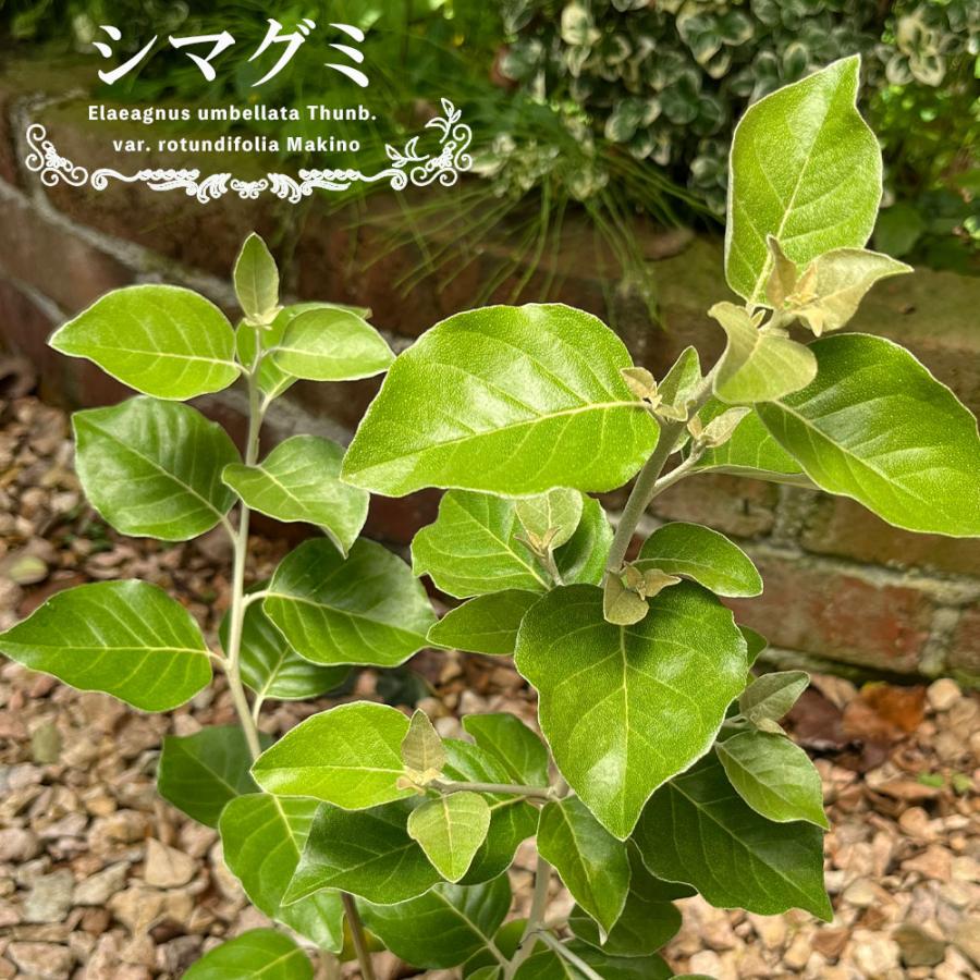 シマグミ 挿し木 1年生苗 : 苗木部 花ひろばオンライン - 通販 - Yahoo