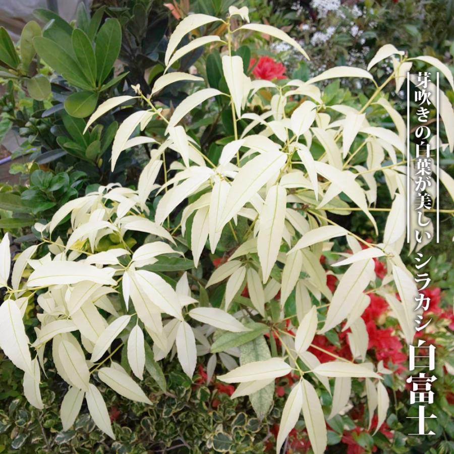 シラカシ 白富士 接ぎ木 ポット苗 Shirakashi Shirofuji 苗木部 花ひろばオンライン 通販 Yahoo ショッピング