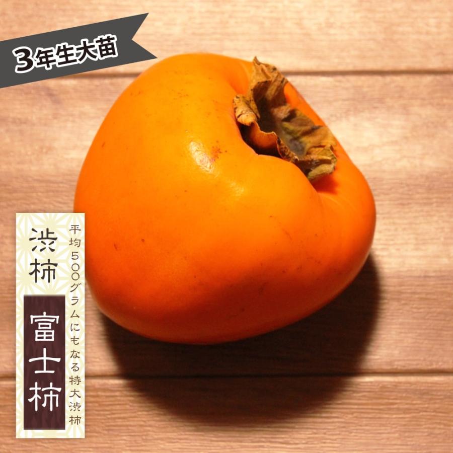 中型の柿の木（実付き） 柿の苗木 富士柿 渋柿 3年生接木1m大苗 産地で剪定済 1.0m苗 : 苗木部