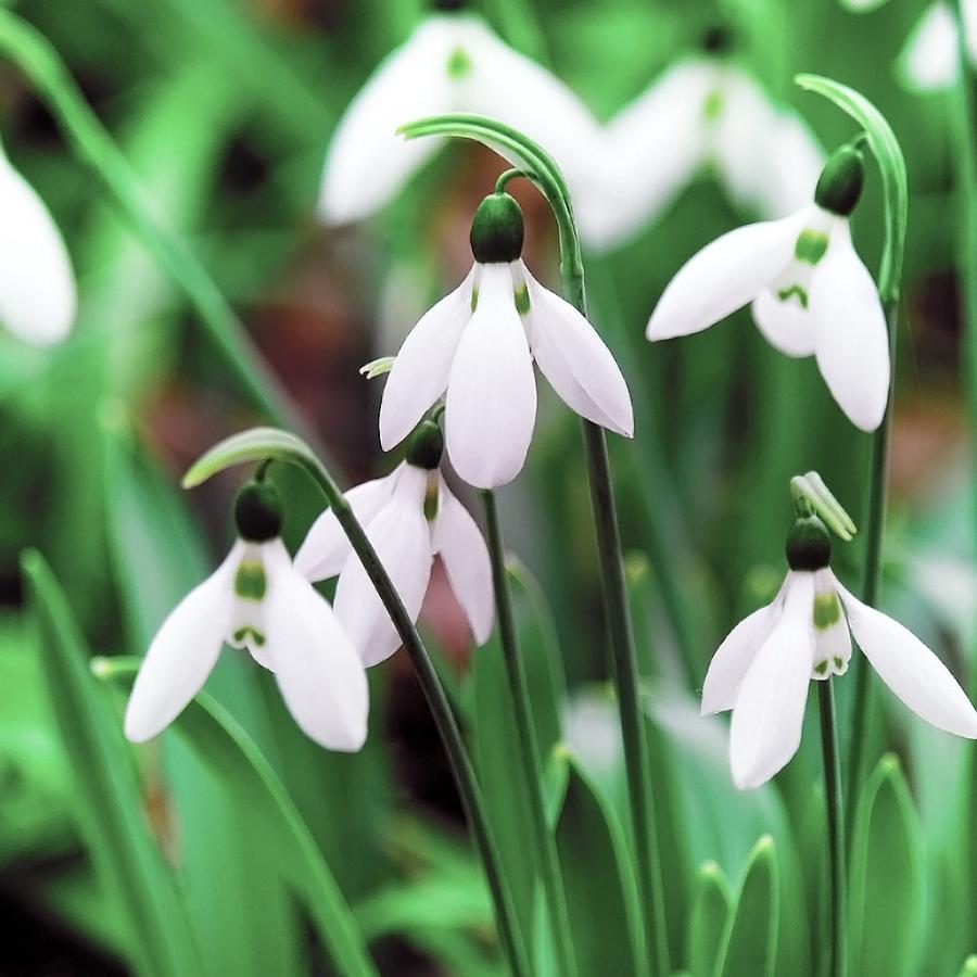 スノードロップ 球根 5球入 新潟県産 植え付け時期12月下旬まで Snowdrop 001 01 苗木部 花ひろばオンライン 通販 Yahoo ショッピング