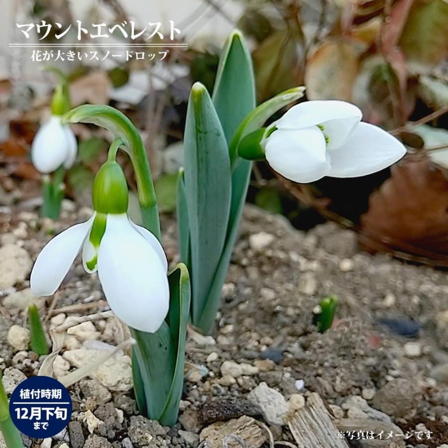 マウントエベレスト スノードロップ 球根 （3球入） 新潟県産