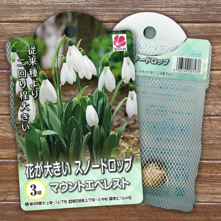 マウントエベレスト スノードロップ 球根 （3球入） 新潟県産