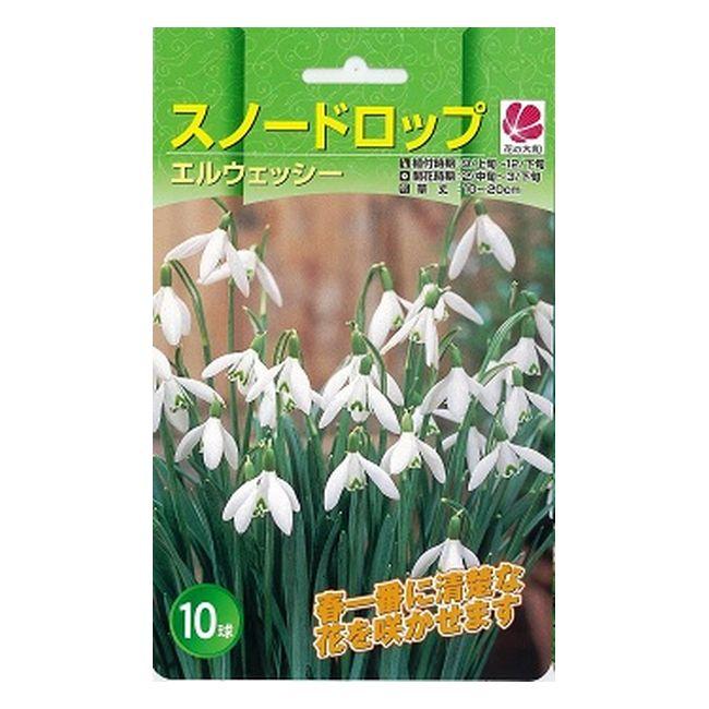 スノードロップ 球根 （10球入） 新潟県産 （植え付け時期12月下旬まで