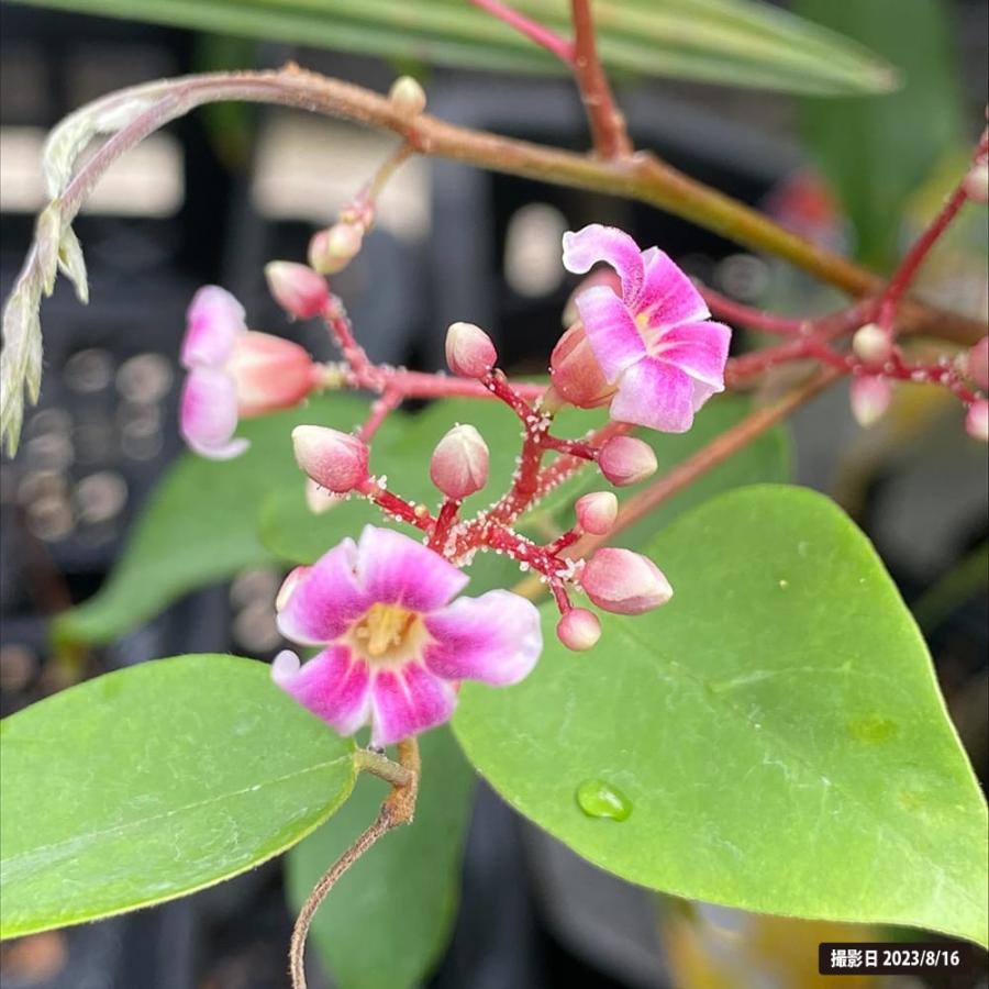 スターフルーツ 接木苗 沖縄県産 : 苗木部 花ひろばオンライン - 通販