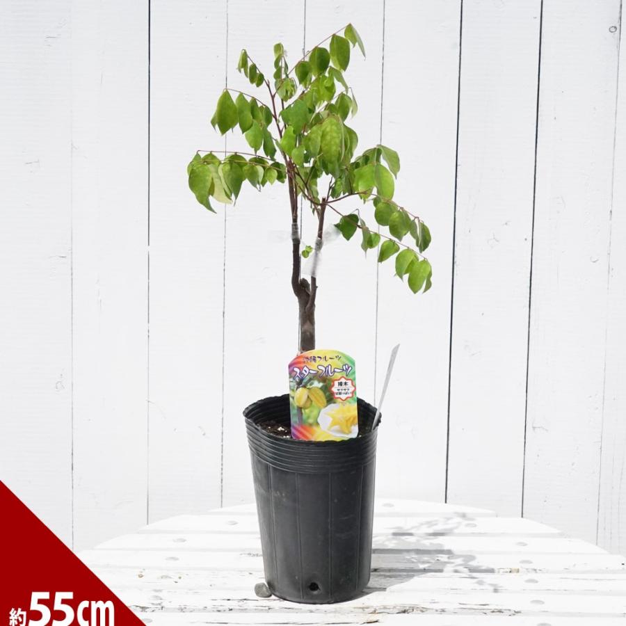 スターフルーツ 接木苗 沖縄県産 予約販売4月下旬頃入荷予定 : 苗木部