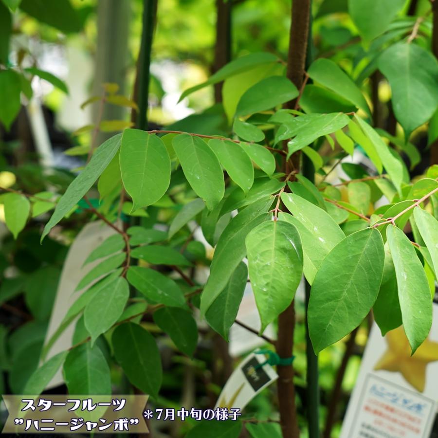スターフルーツ 接木苗 沖縄県産 : 苗木部 花ひろばオンライン - 通販