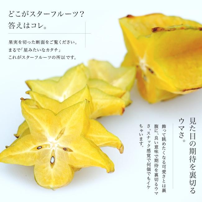 スターフルーツ 接木苗木(大) 大きい実　楊桃 大実スターフルーツ ハニージャンボ 接木大苗 : 苗木部 花ひろば