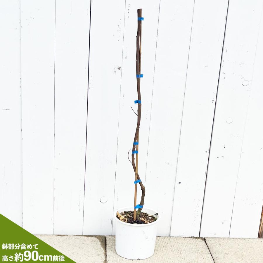 大実スターフルーツ ハニージャンボ 接木大苗 : 苗木部 花ひろば