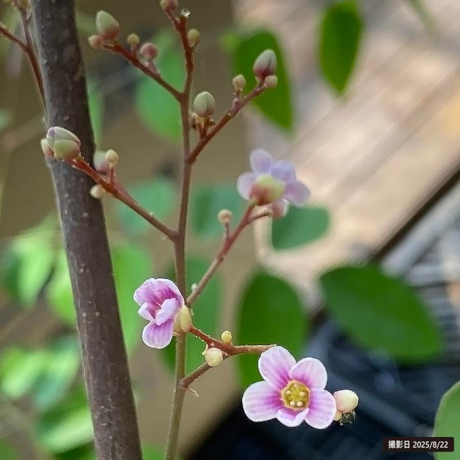 大実スターフルーツ ハニージャンボ 接木大苗 : 苗木部 花ひろば