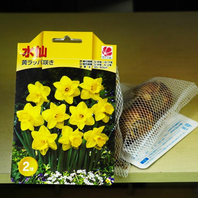 水仙 ラッパ咲き 黄花 球根 （2球入） （植え付け時期9月中旬〜12月