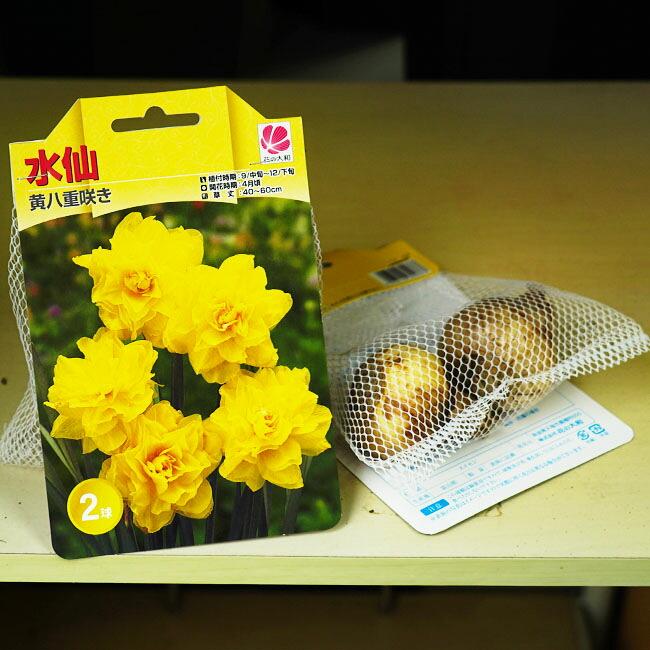 水仙 八重咲き 黄花品種 球根 （2球入） （植え付け時期9月中旬〜12月