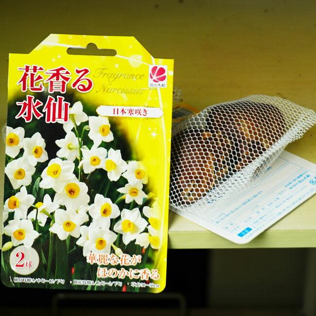 花香る水仙 日本寒咲き 白花品種 球根 （2球入） （植え付け時期9月