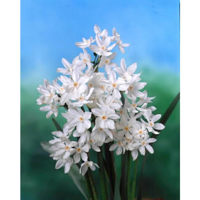 花香る水仙 ジーバ 球根 2球入 植え付け時期9月中旬 12月下旬 Suisen Shiro Husa 01 苗木部 花ひろばオンライン 通販 Yahoo ショッピング