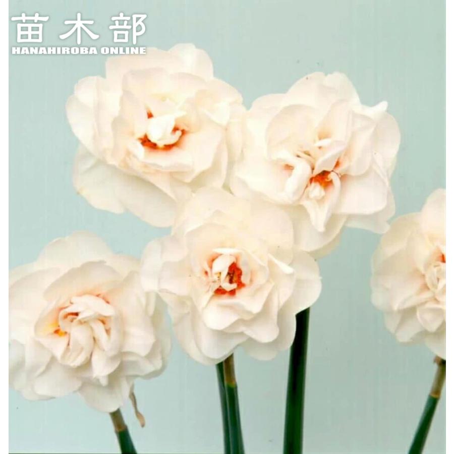 水仙 八重咲き 白花品種 球根 （2球入） （植え付け時期9月中旬〜12月