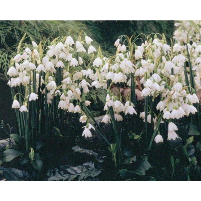 すずらん咲き水仙 スノーフレーク 球根 4球入 植え付け時期9月下旬 12月下旬 Suisen Suzuran 01 苗木部 花ひろばオンライン 通販 Yahoo ショッピング