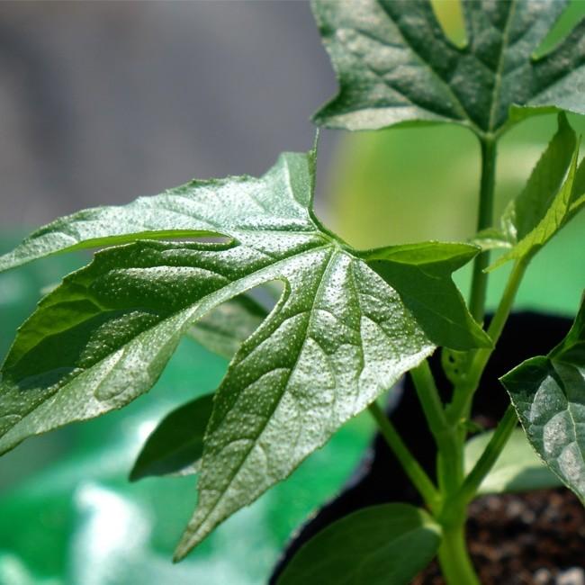 沖縄スズメウリ おきなわすずめうり ポット苗 Suzumeuri01 苗木部 花ひろばオンライン 通販 Yahoo ショッピング