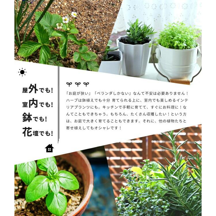 有機種子 バジル 赤バジル Sサイズ 0 5ｇ 約380粒 種蒔時期 4 6月 8 9月 Tane Basil Red001 苗木部 花ひろばオンライン 通販 Yahoo ショッピング