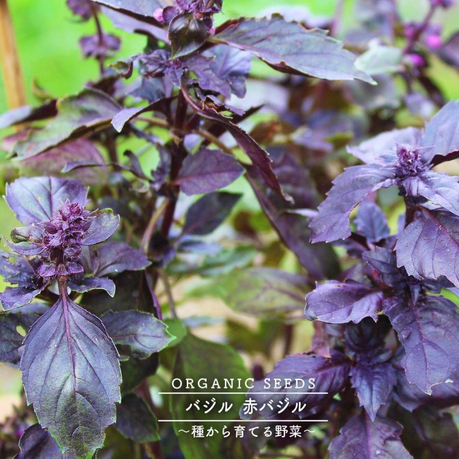 有機種子 バジル 赤バジル Lサイズ 1ｄｌ 種蒔時期 4 6月 8 9月 Tane Basil Red003 苗木部 花ひろばオンライン 通販 Yahoo ショッピング