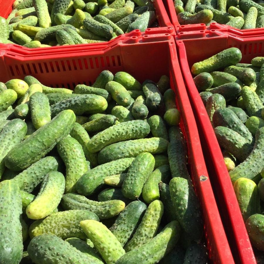 有機種子 ミニキュウリ 種 ピクルスガーキン Sサイズ 0 7ｇ 約30粒 種蒔時期 3 4月 Tane Cucumber001 苗木部 花ひろばオンライン 通販 Yahoo ショッピング