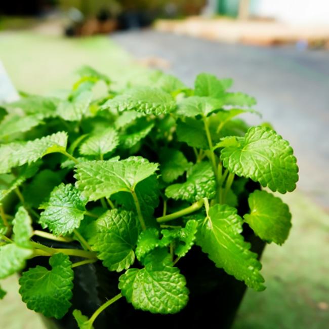 有機種子 レモンバーム メリッサ Lサイズ 50ｍｌ 種蒔時期 4 6月 9 10月 Tane Lemonbalm003 苗木部 花ひろばオンライン 通販 Yahoo ショッピング