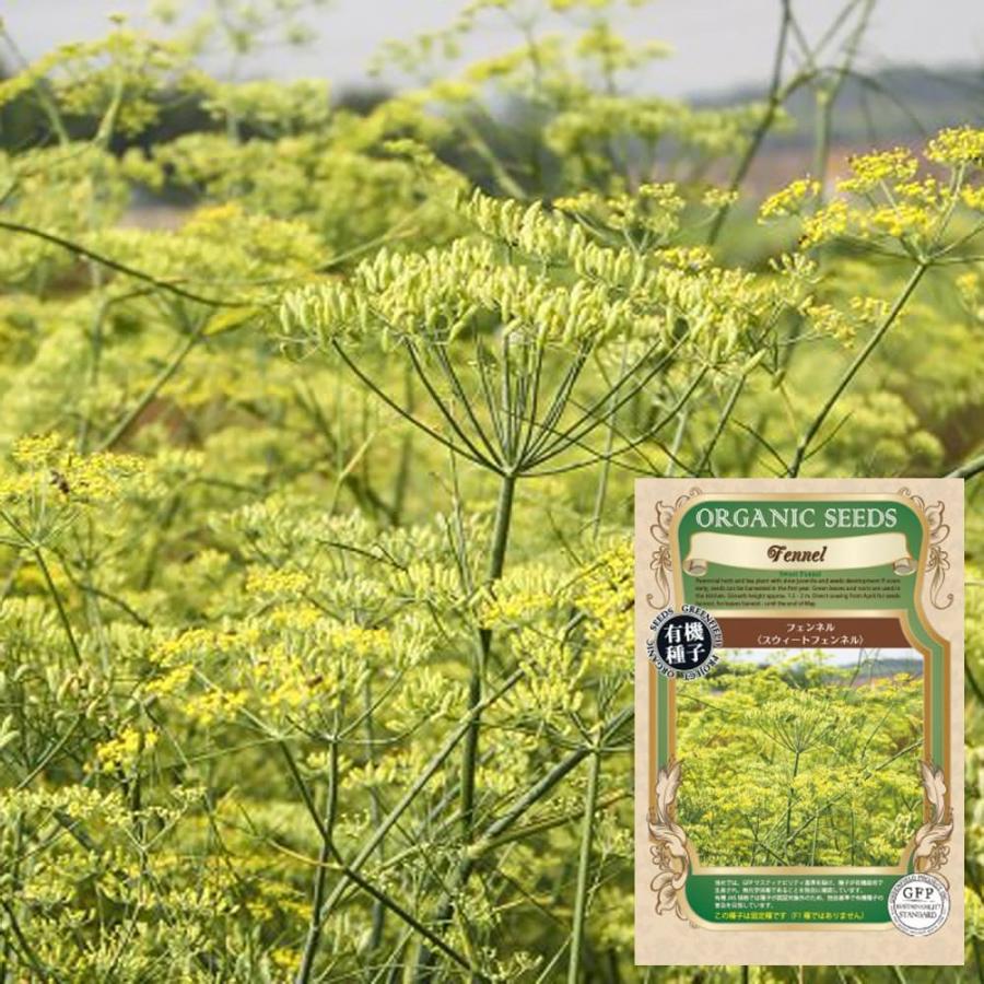 有機種子 フェンネル（スウィートフェンネル） S 100粒 種蒔時期 3〜5月、9〜10月 tanesweetfennel苗木部 花