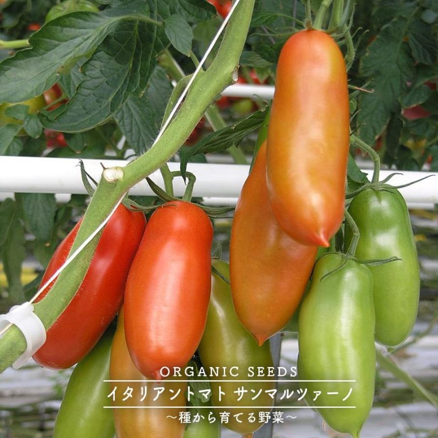 有機種子 トマト 種 イタリアントマト サンマルツァーノ Sサイズ 12粒 種蒔時期 3 5月 Tane Tomato003 苗木部 花ひろばオンライン 通販 Yahoo ショッピング