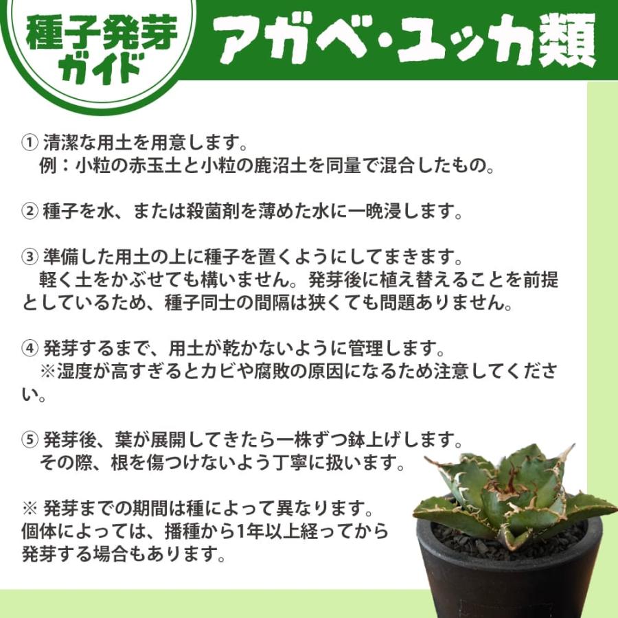 種子 10粒 寒さに強いアガベハイブリッド (palmeri x parryi) パルメリ