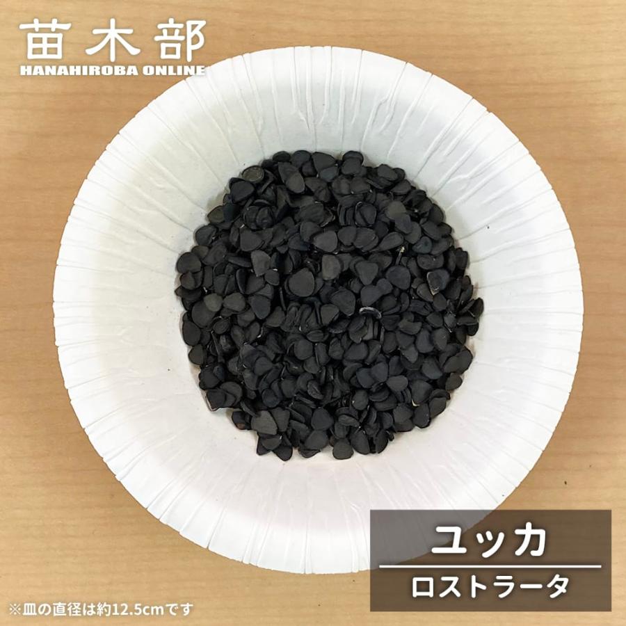 種子20粒 ユッカ ロストラータ Yucca rostrata : 苗木部 花ひろば