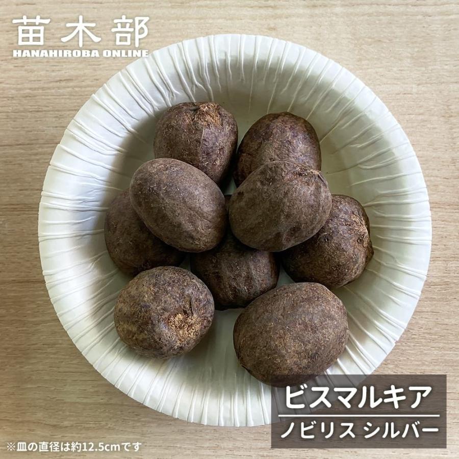 ビスマルキア 希少 種子20粒 ヤシ ビスマルキア ノビリス シルバー Bismarckia nobilis