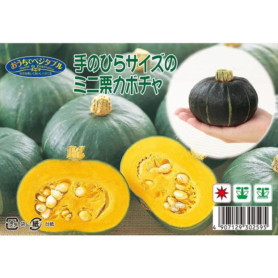手のひらサイズのミニ栗カボチャ 1袋 約8粒 （種蒔時期 3月下旬〜6月
