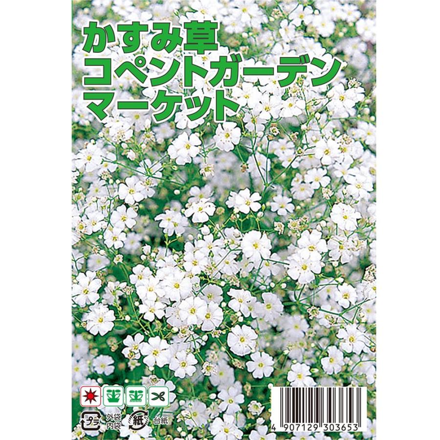 かすみ草 コペントガーデンマーケット 約110粒 （種蒔時期 9月下旬〜10