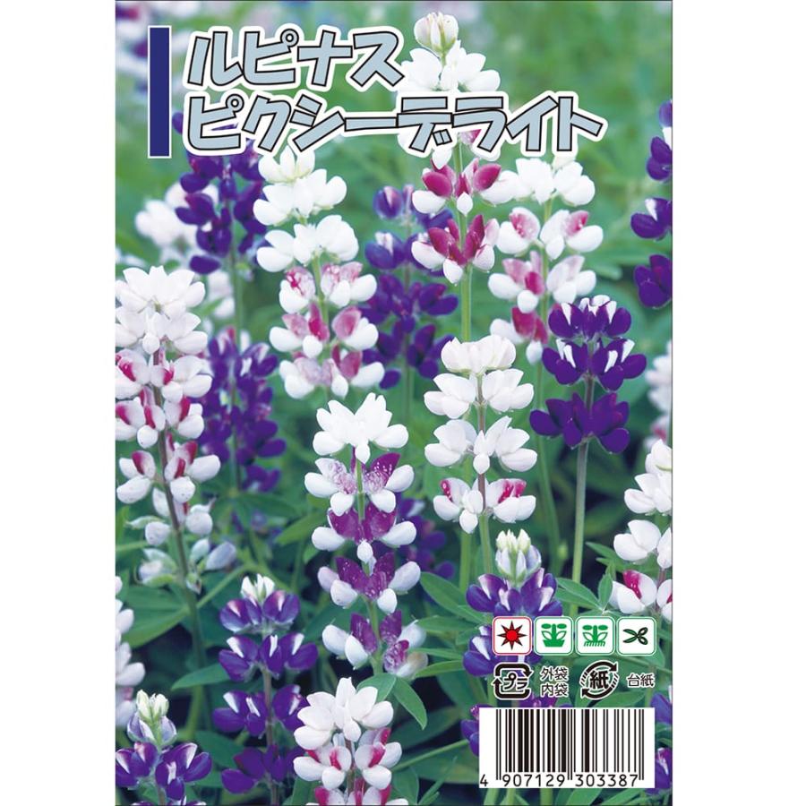 じゃれねこ『6月☆33 ビオラ×パープル』 6月のビオラ 猫と園芸