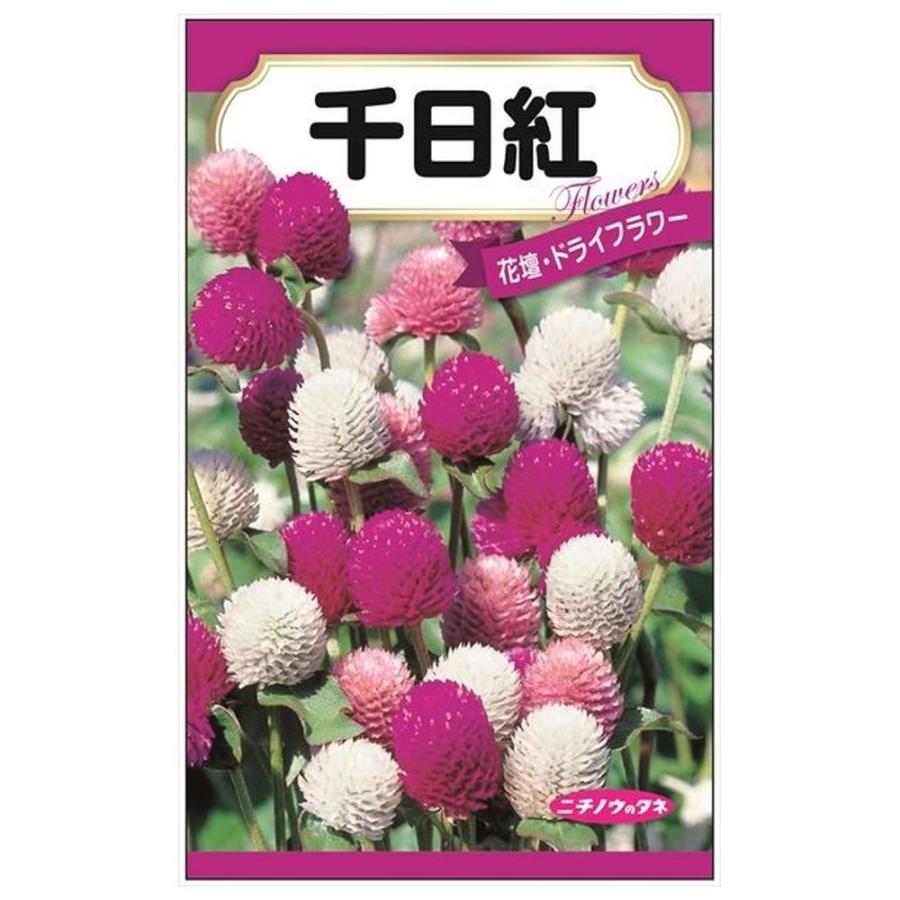 ❤️千日紅在庫整理始めます❤️ (✿^‿^) 楽天市場】千日紅 花苗の通販 フラワー・ガーデニング