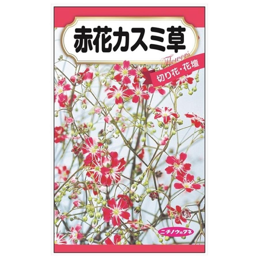 かすみ草★様　1本　10包 赤花かすみ草 種・小袋 （0.1ml） 固定種 爆買いweek : 苗木部 花