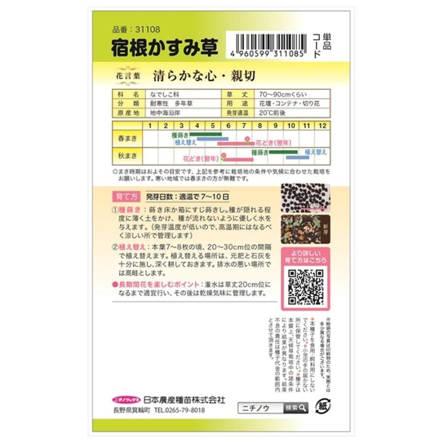 宿根かすみ草 種・小袋 （0.2ml） F1（一代交配種） 爆買いweek : 苗木