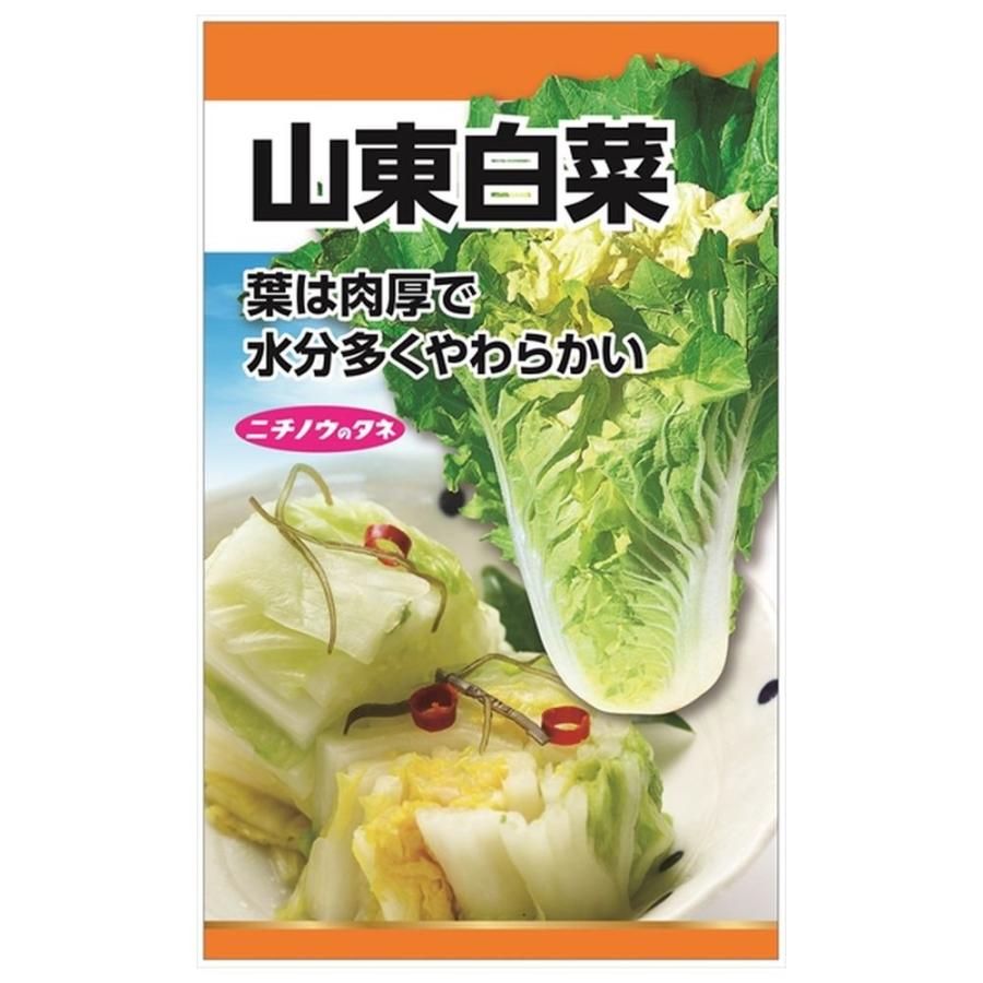 白菜 山東白菜 種・小袋 （10ml） 固定種 : 苗木部 花ひろばオンライン