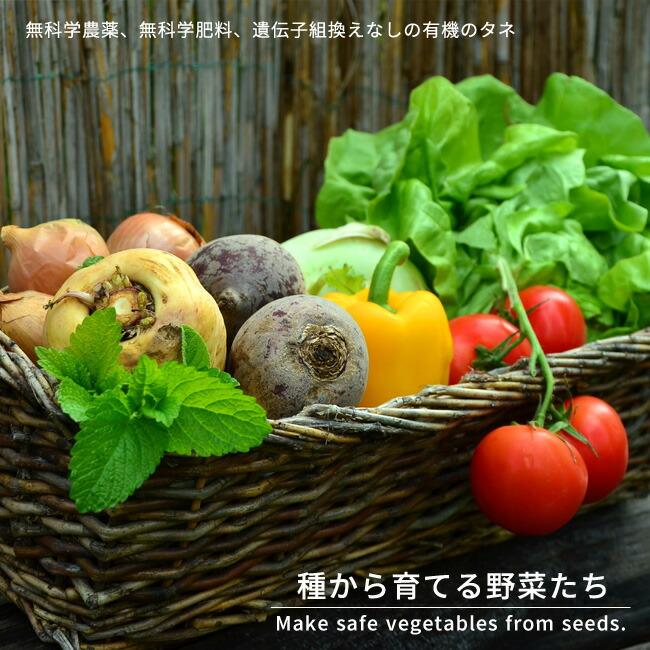 有機種子 赤とんがりキャベツ/赤シュピッツコール＜カリボス＞ S 40粒