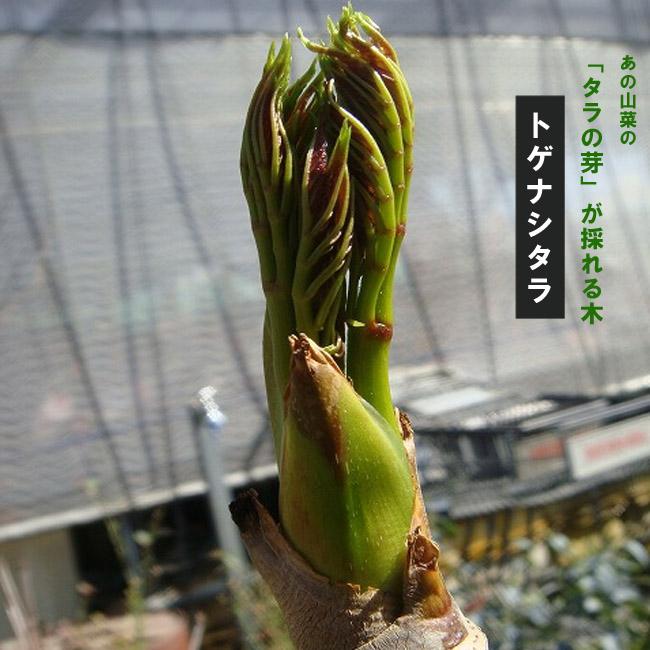 たらの木 トゲナシタラ 苗木 たらの芽の採れる木 Togenashitara 苗木部 花ひろばオンライン 通販 Yahoo ショッピング