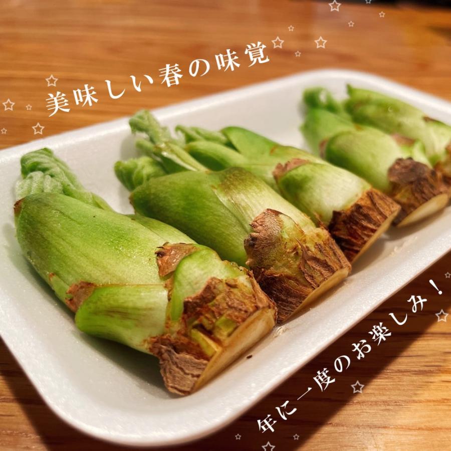 タラの芽 苗 トゲナシタラ タラの木 ポット苗 予約販売11〜12月頃入荷