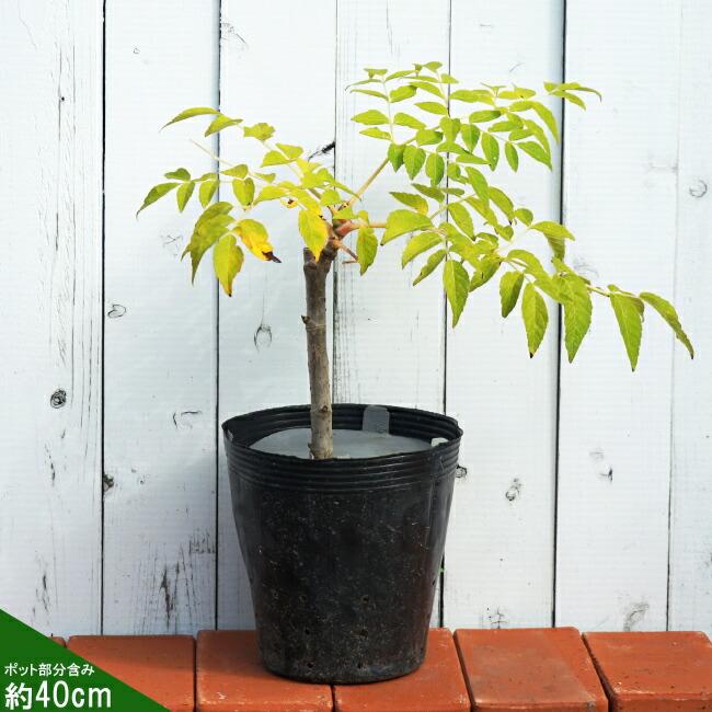 タラの芽 根付き苗 5本セット タラの芽 苗 トゲナシタラ タラの木 ポット苗 : 苗木部 花ひろば